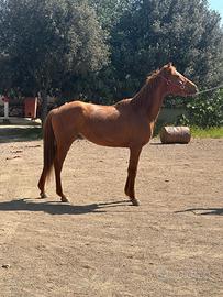 Cavallo anglo arabo da endurance