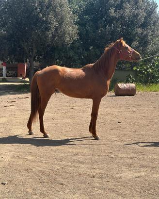 Cavallo anglo arabo da endurance