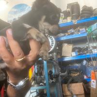 Chiwawa toy