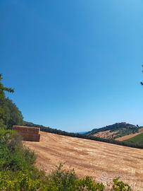 Terreno agricolo con accessorio