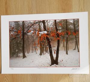 Grafica: Sergio Paletto foto