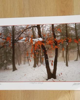 Grafica: Sergio Paletto foto