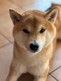 Shiba Inu disponibile per monta, in cercadifemmina