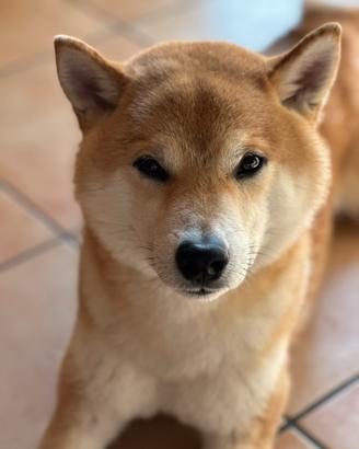 Shiba Inu disponibile per monta, in cercadifemmina