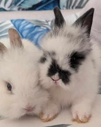 Coppia di cuccioli conigli