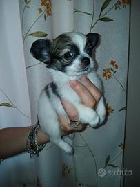 Cuccioli chihuahua