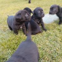 Cuccioli cane corso