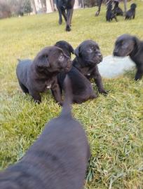 Cuccioli cane corso