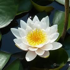 pianta acquatica per laghetto