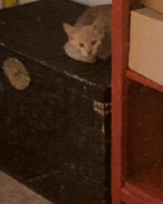 Gattino in adozione