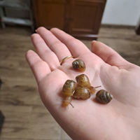 Cuccioli chiocciole giganti Lissachatina fulica