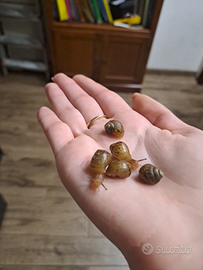 Cuccioli chiocciole giganti Lissachatina fulica