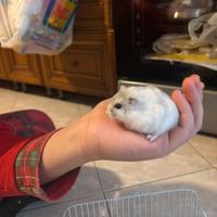 Cucciolo criceto nano