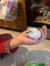 Cucciolo criceto nano