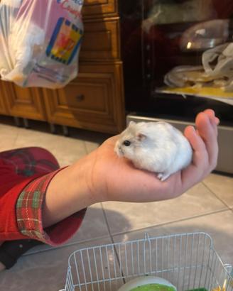 Cucciolo criceto nano