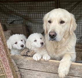 Cucciolo maschio Golden labrador