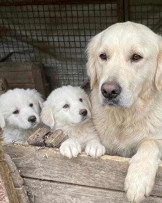 Cucciolo maschio Golden labrador