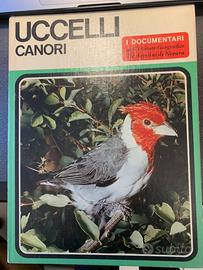 Uccelli Canori