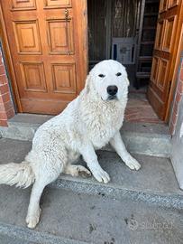 Pastore Maremmano Abruzzese