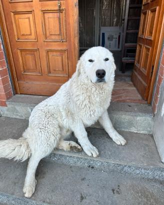 Pastore Maremmano Abruzzese