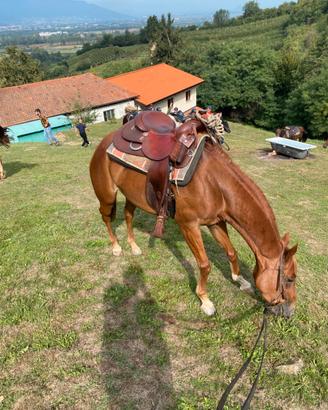Cavallo paint con documenti