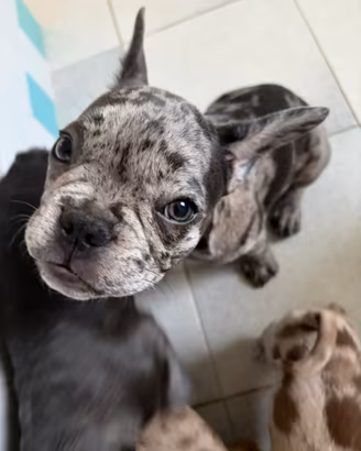 Bulldog Francese cuccioli