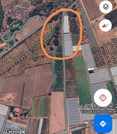 Terreno con alberi di ulivo