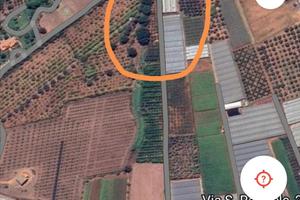 Terreno con alberi di ulivo