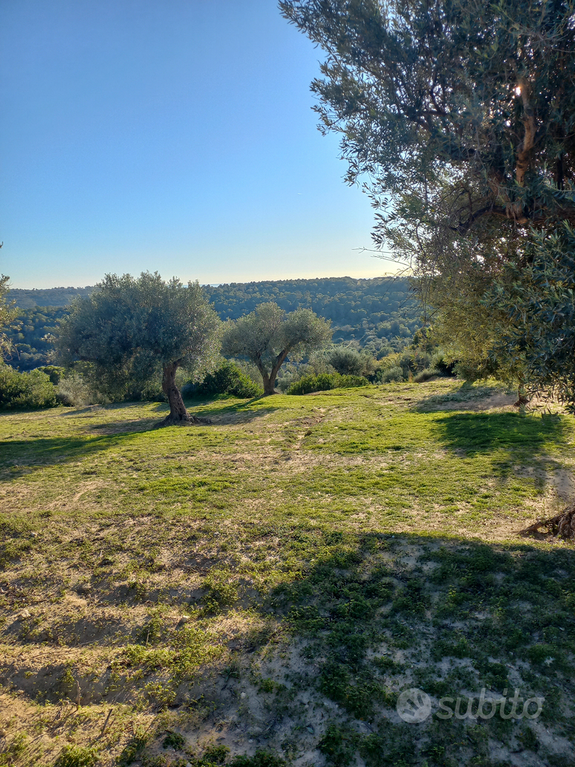 Terreno con uliveto - Vista 2
