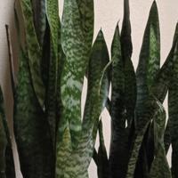 sansevieria 