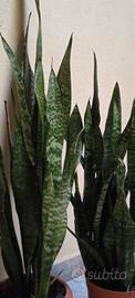 sansevieria 