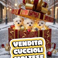 Maltese Toy