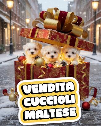 Maltese Toy