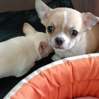 Maschietto di chihuahua pelo corto