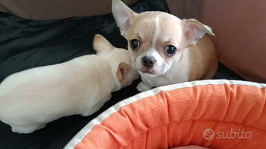 Maschietto di chihuahua pelo corto