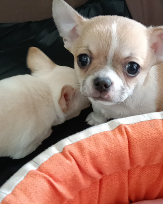 Maschietto di chihuahua pelo corto