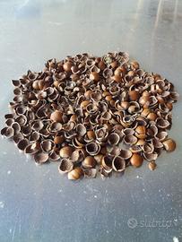 Gusci tritati di nocciole  per uso riscaldamento.