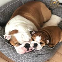 Esclusivi Bulldog Inglese Miele