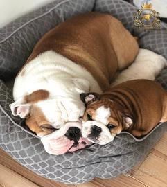 Esclusivi Bulldog Inglese Miele