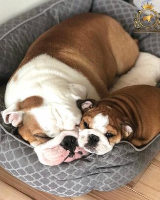 Esclusivi Bulldog Inglese Miele