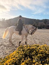 Cavalla italiana 9 anni salto