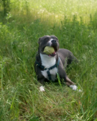 Pitbull