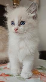 Cuccuioli ragdoll alta genealogia