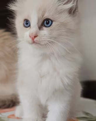 Cuccuioli ragdoll alta genealogia