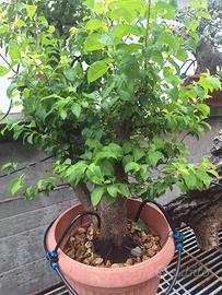 prebonsai Prunus