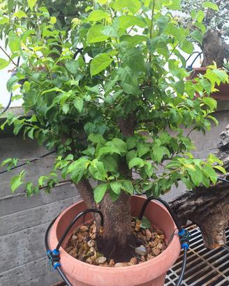 prebonsai Prunus