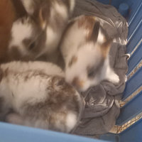 Conigli gia svezzati