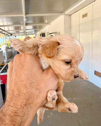 Maltipoo Mini Toy
