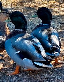 Maschio anatra call duck