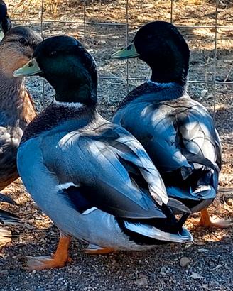 Maschio anatra call duck